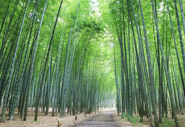 🎋 와카타케노모리 와카야마 농장 이미지 5